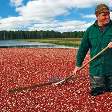 Tech Developer Turns to Farming