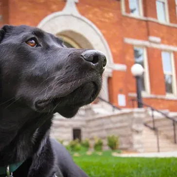 Puppy Presence Brings Love to Campus