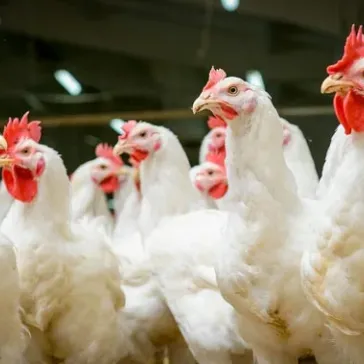 Alum’s Business Battles Bird Flu