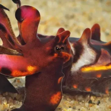 Not Your Everyday Story of Cuttlefish
