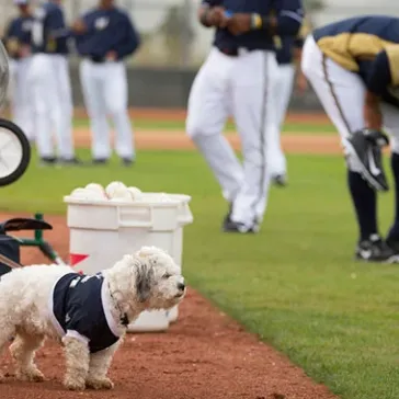 Brewers’ Pup Enjoys New Digs