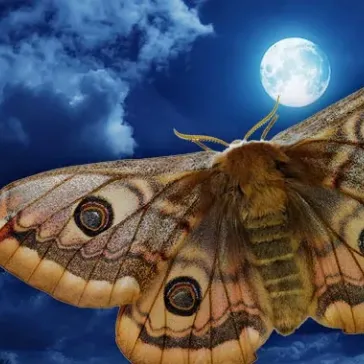 The Moth Project Alights